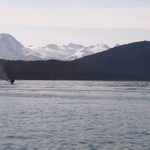 Humpback terminal dive near Aaron Island