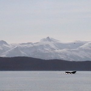 Another humpback waves goodbye