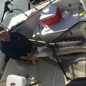 80 Lbs White Sturgeon