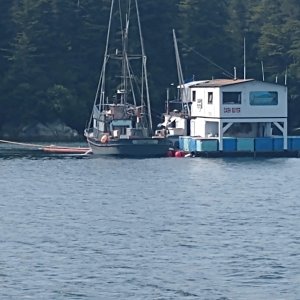 salmon buying scow anchored for the season in Lisianski Inlet,run by 3 young women