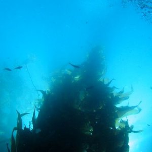 Media '' in album 'Isthmus Cove, Two Harbors Catalina'