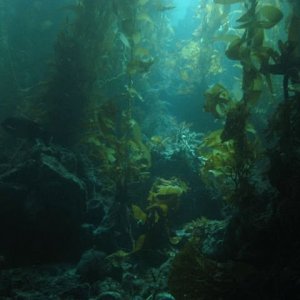 Media '' in album 'Isthmus Cove, Two Harbors Catalina'