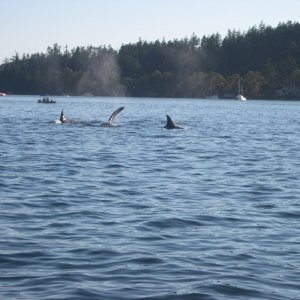 Media 'Orcas...West of Brown Island near Friday Harbor, Wa. 8/06' in album 'Dave's Workboat'