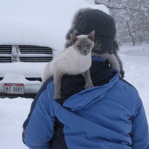 Media 'Ninja escaping the snow.  Great license plate on the truck!' in album 'Cabin in winter.  A 61 acre wooded valley with a 2 acre stocked lake in the middle of Amish country.  The nearest neighbor is 1/2 mile away and it's only an hour from home.'