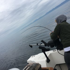 Chinook time