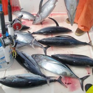 Media 'Albacore Tuna @ the Gumdrop...70 miles west of SF  Aug 2009' in album 'Shirley Mae and Grandson Damien'