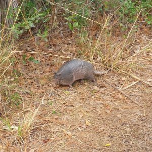 2015-02-26 armadillo at Hontoon