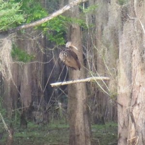 Limpkin