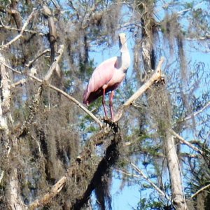 Roseate Spoonbill