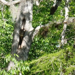 Owl at home