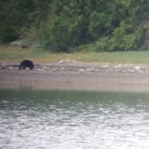 Lots of constant bear activity in Nimmo Bay with up to 6 on the shore at once, shore leave not allowed