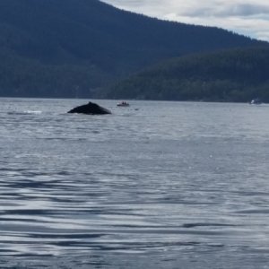 Cormorant Channel.  We spent the whole afternoon watching humpbacks and Orca from here and south to Robson Bight