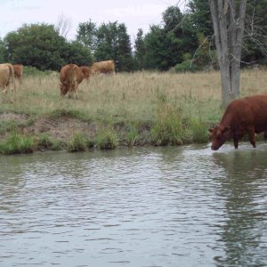 Cows in Canal1