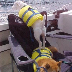 8-9-03, Spud getting boost from Hooter so he can look for C-Dory's.JPG