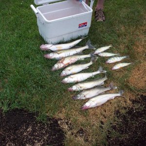Day's catch of Lake Erie walleye and perch.