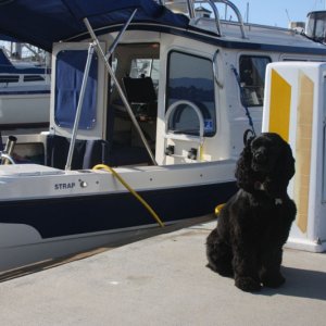 Media 'Muffin posing in front of her temporary kennel.' in album 'Santa Barbara - Old Glory at full furl'