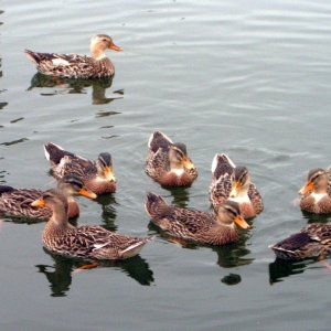 The Duck Family at Warrenton Dock