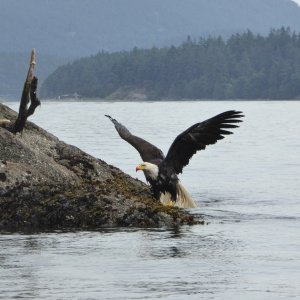 Eagle having a feast (notice the bloody beak). I'll spare the details and other photos of what it was eating, will just say this, it was NOT a salmon!