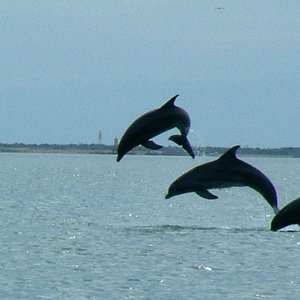 Dolphins playing