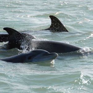 More dolphins (it never gets old)...