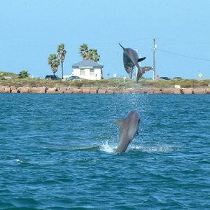 More dolphins playing