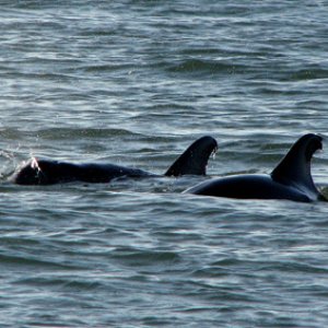Dolphins playing by the boat