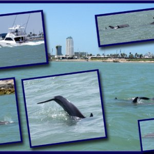 Dolphins 6/13/09