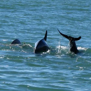 For Pat - F-D dolphins