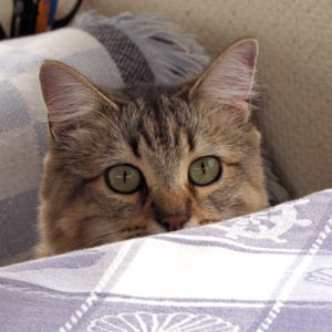 Izzy, peering over the table