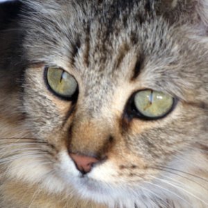 Close up of little Izzy