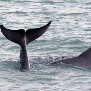 Dolphin watching