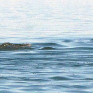dolphins