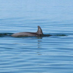 more dolphins
