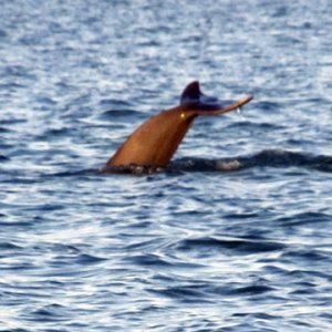 dolphin watching