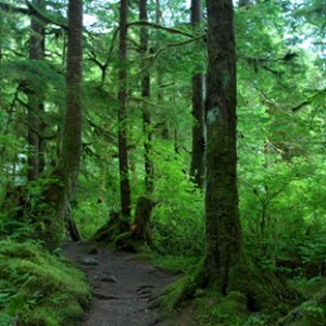 Beautiful, lush forest