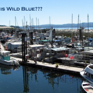 Where in the world is Wild Blue???