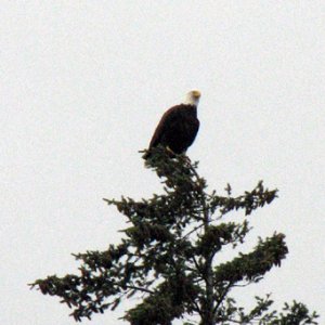 Eagle at the top of a nearby tree