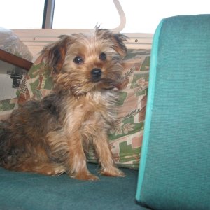 Rusty, three month old Yorky boat/motorhome dog.