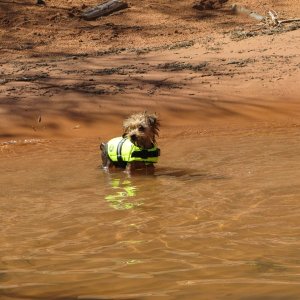 Rusty learns to swim.