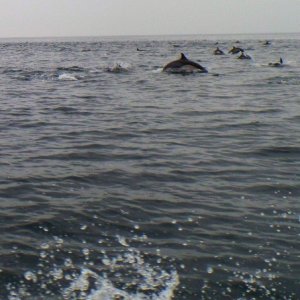 Media 'Dolphin Attack' in album 'Dolphin Attack'