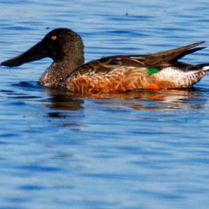 Northern Shoveler