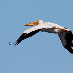 American White Pelican Flyby