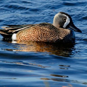 Blue Winged Teal