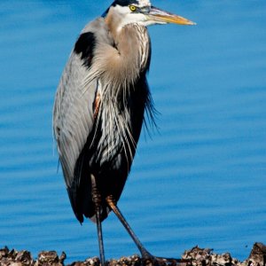 Great Blue Heron Braced Against Cold Wind