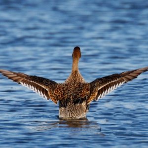 Elegant Wigeon Landing