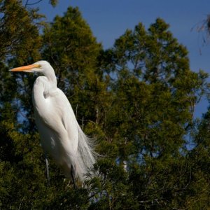 Great White Egret