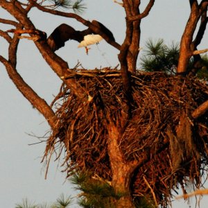 Beautiful Bald Eagle Nesting