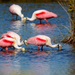 Feeding Spoonbills