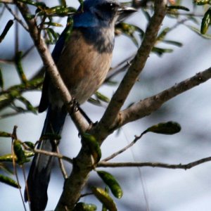 Florida Scrub Jay
