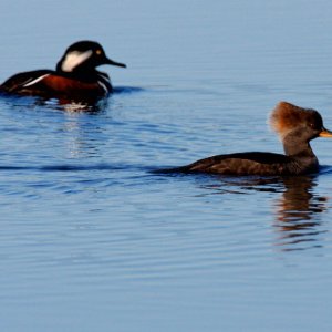 Feeding Pair